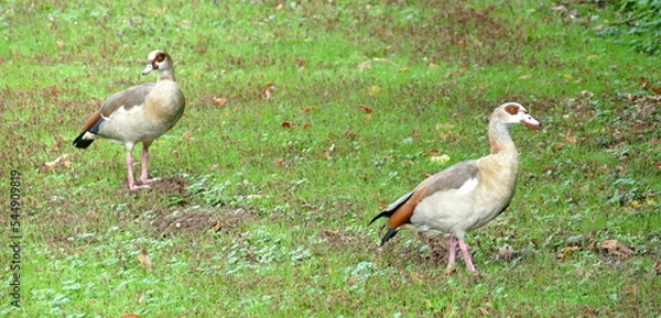 Obraz Ein Nilgans Paar auf der Wiese