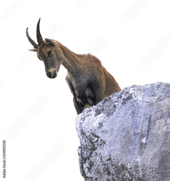 Obraz Female wild alpine, capra ibex, or steinbock portrait