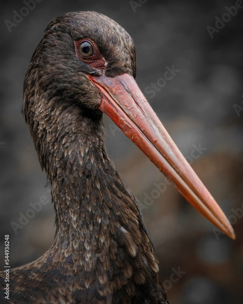 Obraz Black Stork (Ciconia nigra) portrait