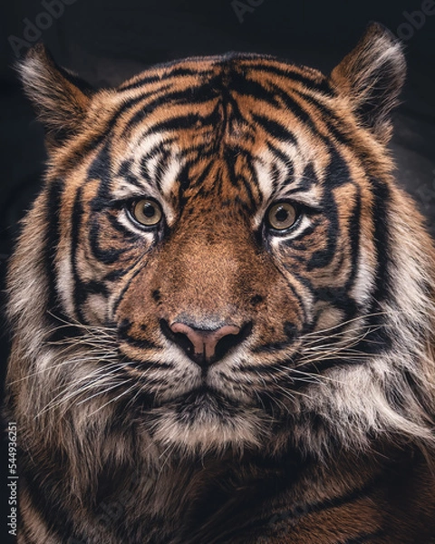 Obraz Tiger potrait low key