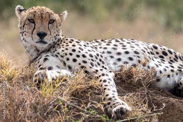 Fototapeta cheetah in the grass