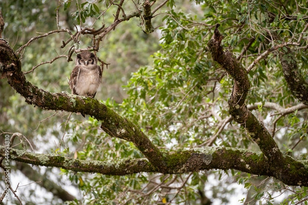 Fototapeta owl in a tree