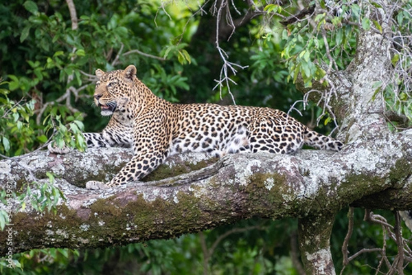 Fototapeta leopard in tree