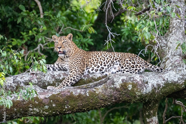 Fototapeta leopard resting on the tree