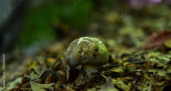 Obraz natural mushroom