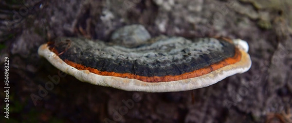 Obraz tree fungus
