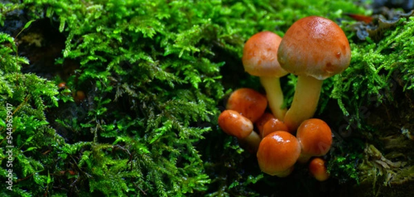 Obraz magic mushroom