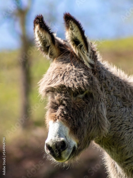 Fototapeta Portrait of a donkey with serious face.