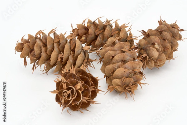 Obraz pine cones isolated on white