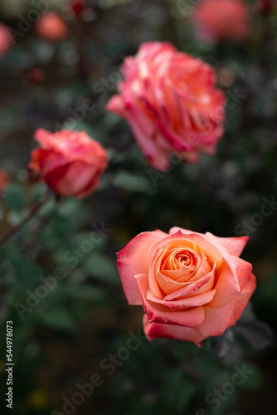 Obraz バラ-20221110-1