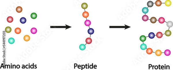 Fototapeta Scientific conception of the biochemical structure of amino acids, peptides and proteins, molecular model. Vector illustration
