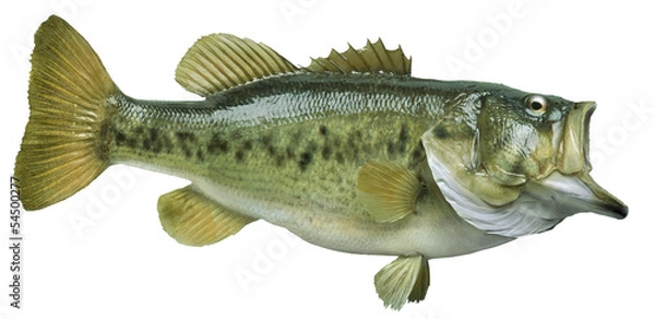 Obraz Bass wielkogębowy na białym tle