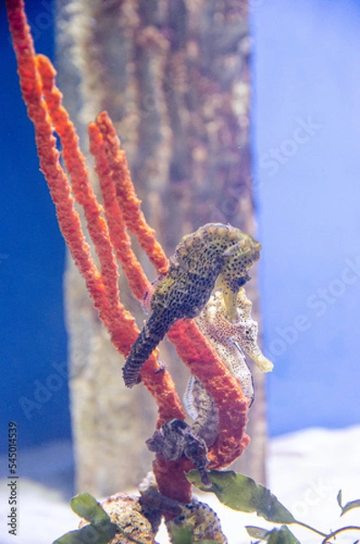 Obraz seahorse
