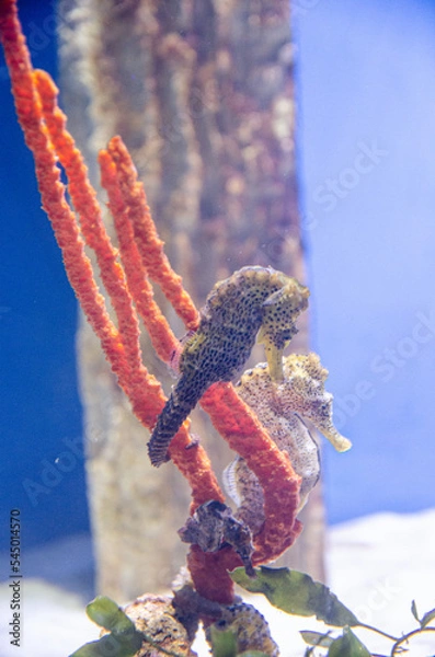 Obraz seahorse
