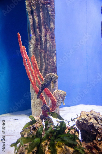 Obraz seahorse