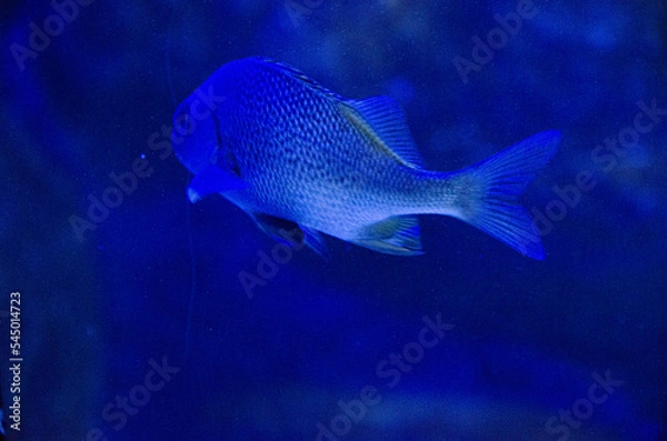 Obraz fish in aquarium