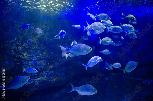 Obraz fish in aquarium