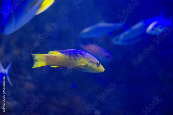 Obraz fish in aquarium