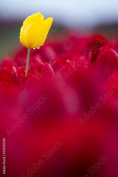 Fototapeta One in every crowd