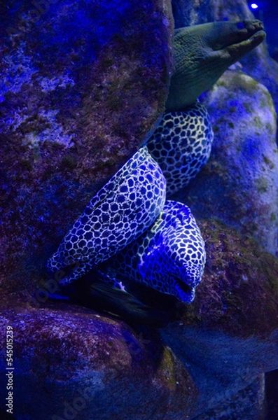 Obraz fish in aquarium