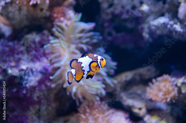 Obraz fish in aquarium