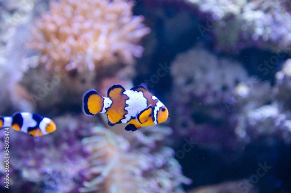 Obraz fish in aquarium