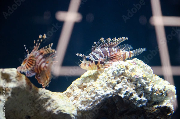 Obraz fish in aquarium