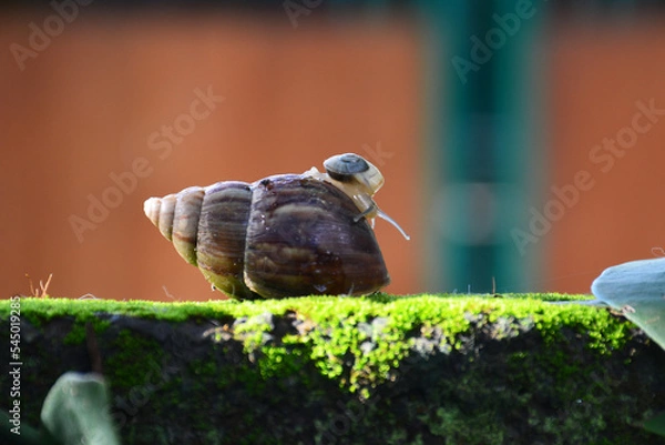Obraz Mini snail on green moss