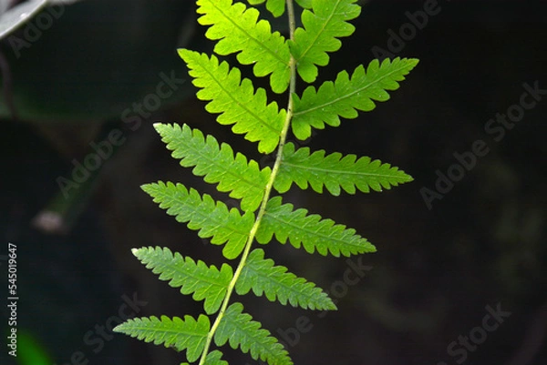 Obraz green leave with dark background