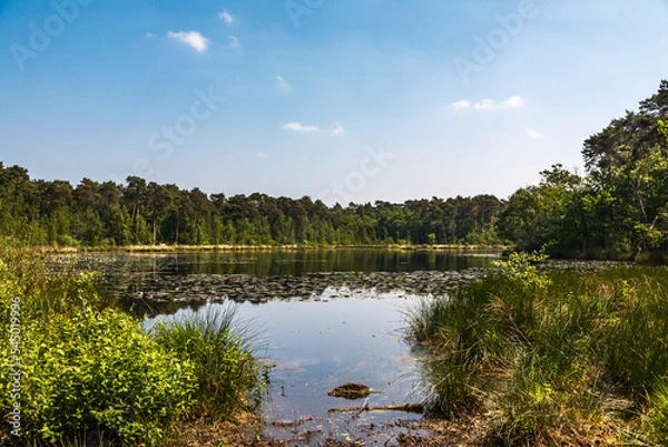 Obraz lake in the forest
