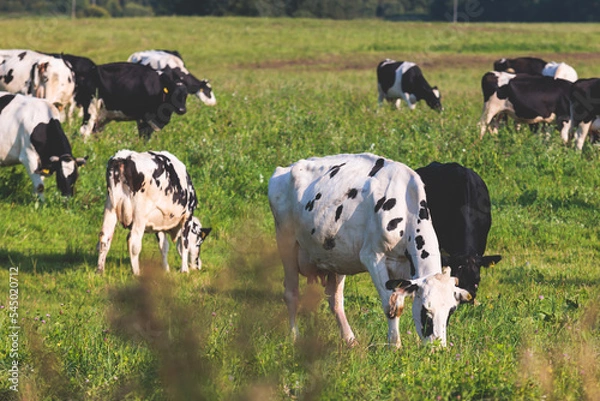 Fototapeta Herd of black and white cows calves pasturing and eating grass on a grazing meadow, cattle on an animal farm ranch field in a summer sunny day, countryside Europe landscape