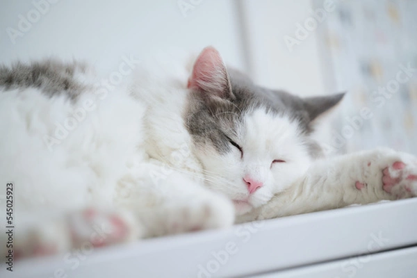 Obraz 白い棚の上に寝ている白猫
