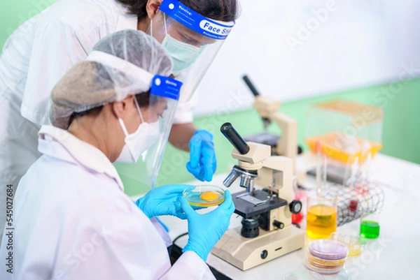 Fototapeta Modern Medical Research Laboratory: Stem cell researcher working in laboratory Study on Stem Cells on the Stereo microscope view in laboratory , Advanced Scientific Lab for Medicine, Biotechnology.