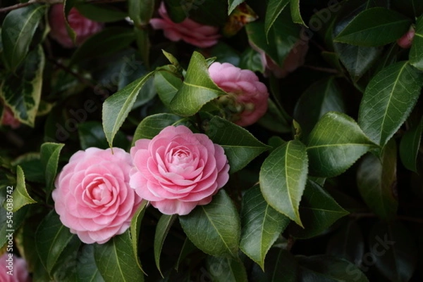 Fototapeta 乙女椿