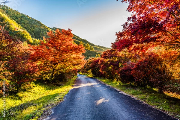 Obraz もみじ湖（箕輪ダム）で撮影した紅葉のある風景