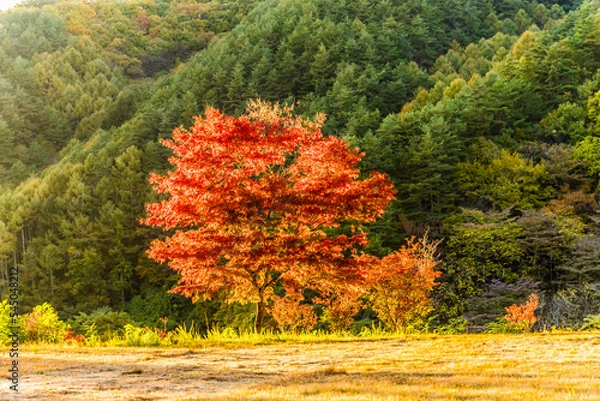 Obraz もみじ湖（箕輪ダム）で撮影した紅葉のある風景
