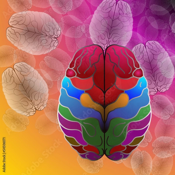 Fototapeta brain , the two hemispheres, the two brothers