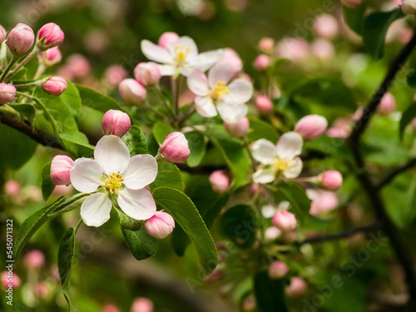 Fototapeta Spring flowers on apple-tree branches