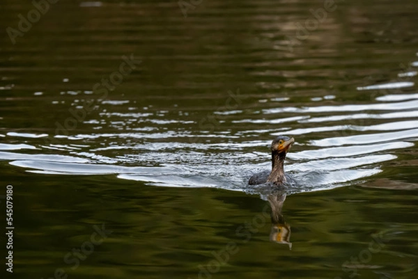 Fototapeta A commorant is swimming in the lake