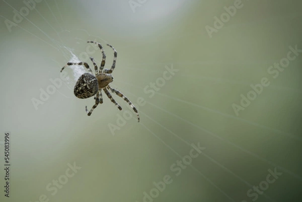 Fototapeta Cross spider in a spider web, lurking for prey. Blurred background