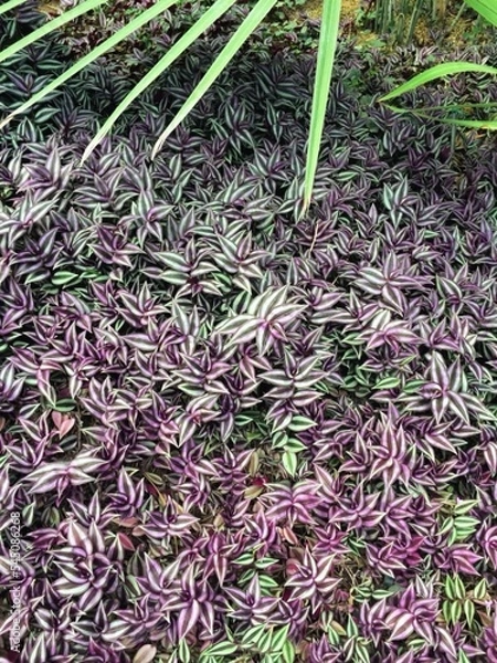 Fototapeta 특이하게 생긴 식물