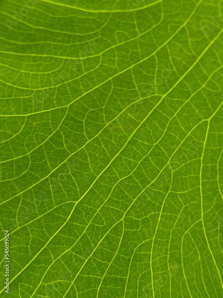 Obraz green leaf texture