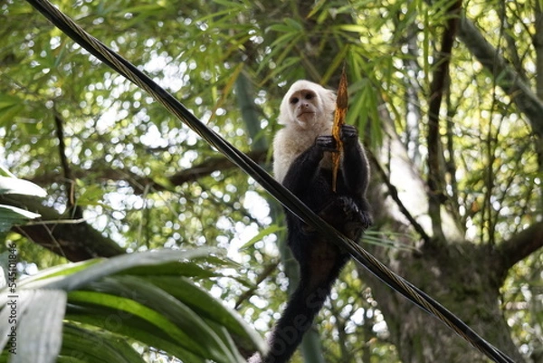 Obraz White faced monkey eating in Costa Rica