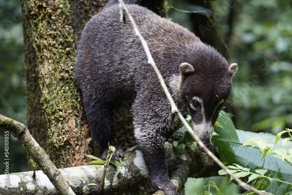 Obraz Coati looking for food in the wild in Corcovado National Park