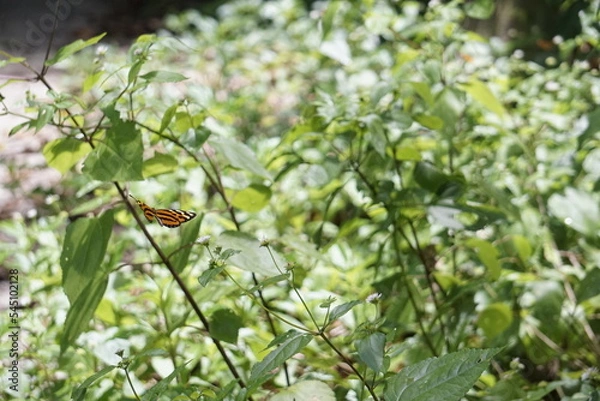 Obraz beautiful butterflies pollinating in costa rica