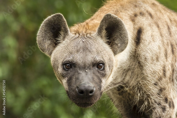 Obraz Spotted Hyena in the wild 
