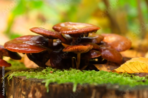 Obraz mushrooms in the forest