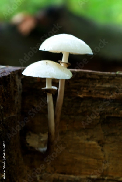 Obraz mushroom on a tree