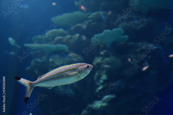 Fototapeta 水槽の中