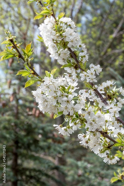 Fototapeta Spring blossom